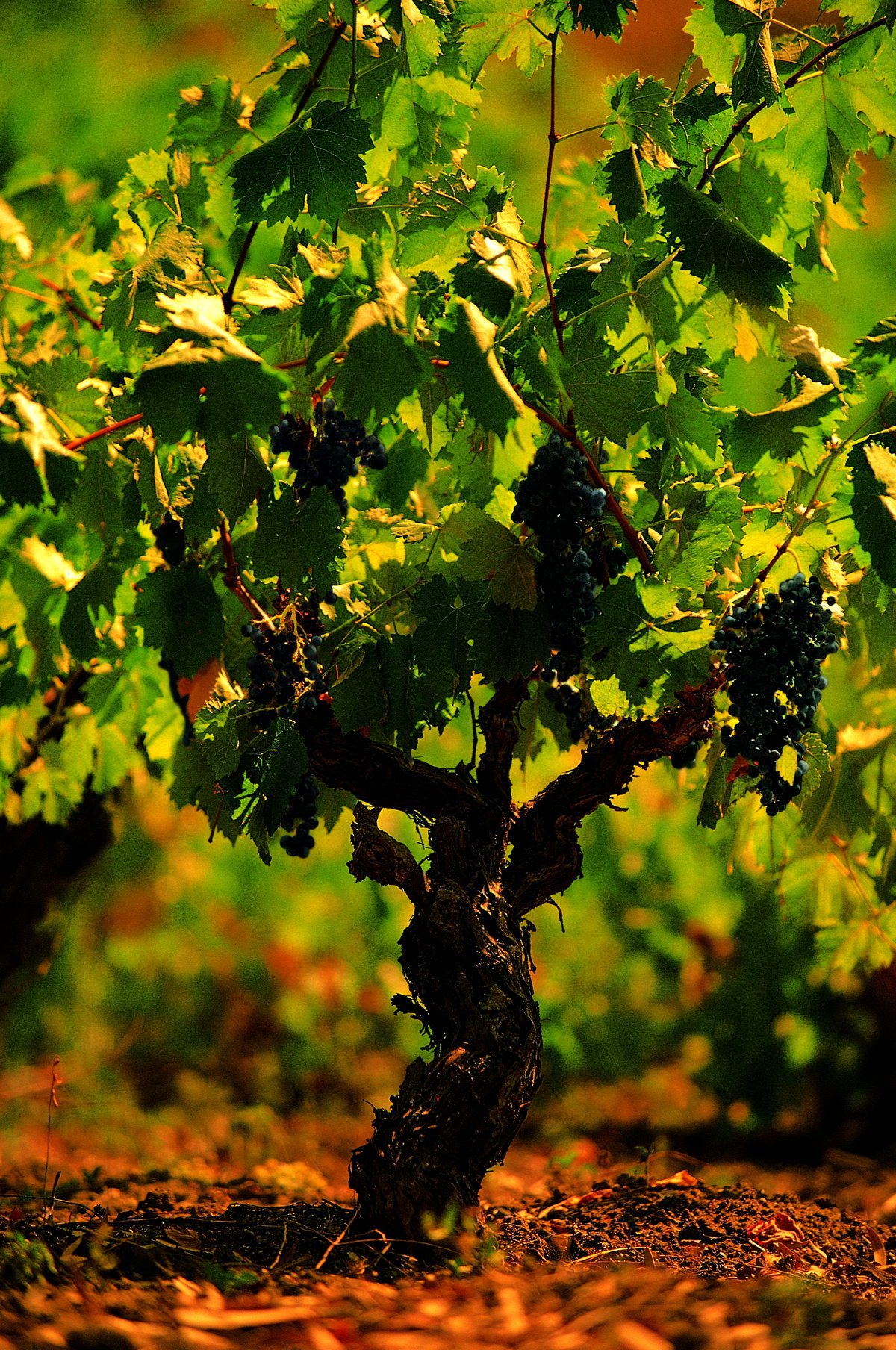 Alberello Nero d'Avola