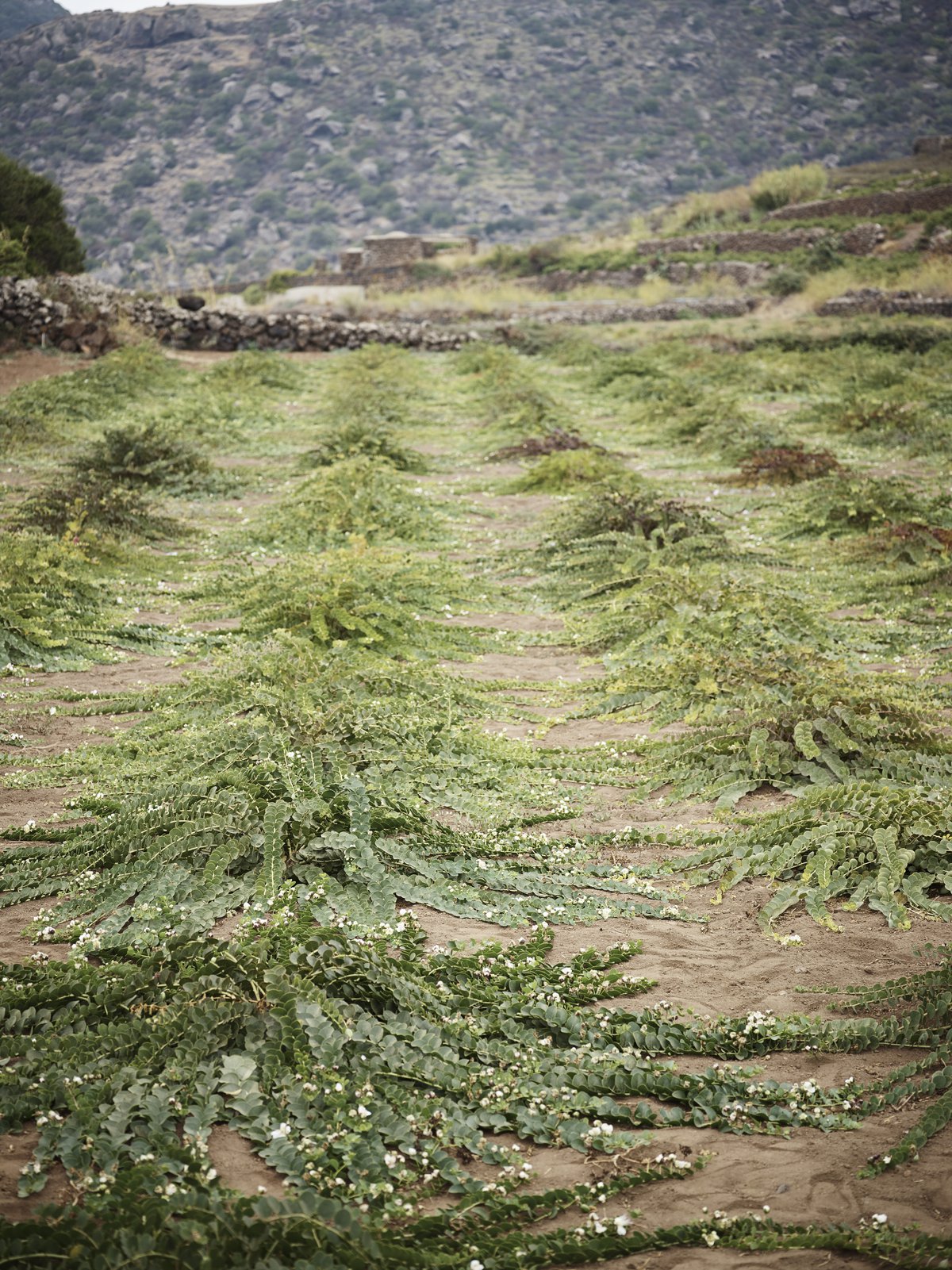 pantelleria-0904.jpg